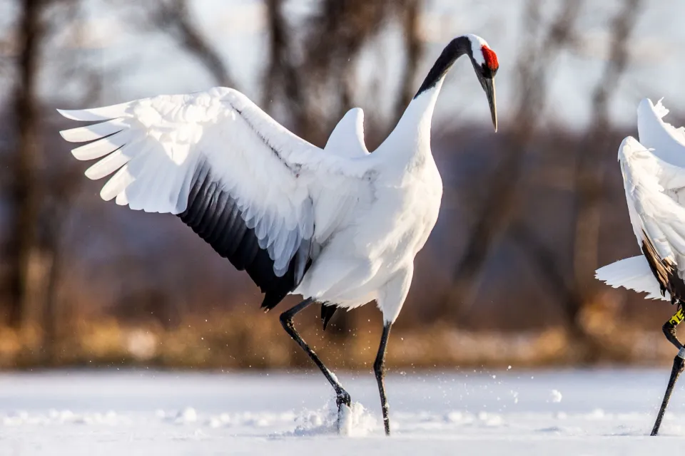 Żurawie - godło Promedic